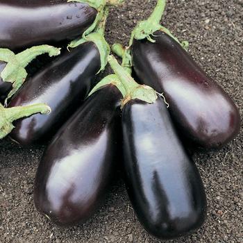 Solanum melongena 'Ophelia' 