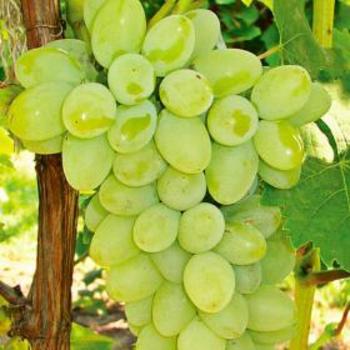 Vitis labrusca 'Concord Seedless' 