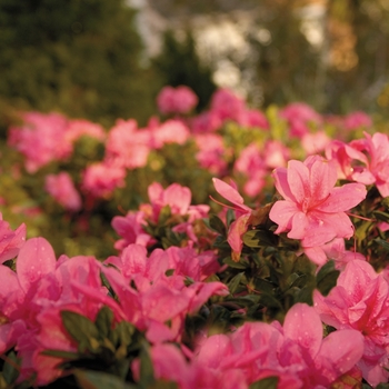 Rhododendron Encore® 'Autumn Empress™'