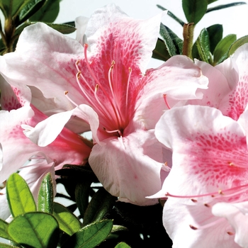 Rhododendron Encore® 'Autumn Chiffon™'