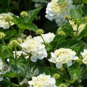 Lantana 'Full Moon' 