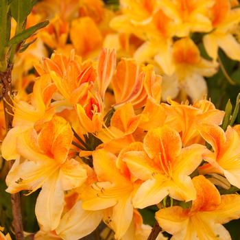 Rhododendron Exbury hybrid 'Golden Flare' 