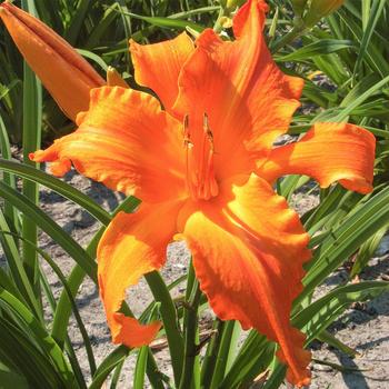 Hemerocallis 'Bell Orange' 