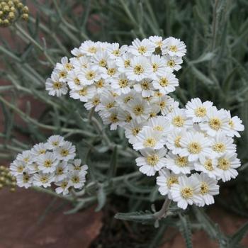 Achillea x kellereri