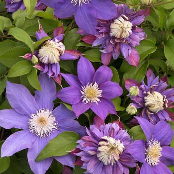 Clematis viticella 'Evipo039' PP20638