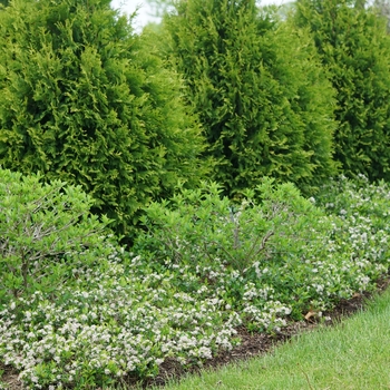 Aronia melanocarpa 'Ground Hug®'