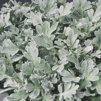 Artemisia stelleriana 'Silver Cascade®' 