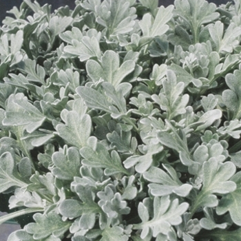 Artemisia stelleriana 'Silver Cascade®'