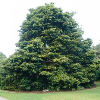 Podocarpus latifolius