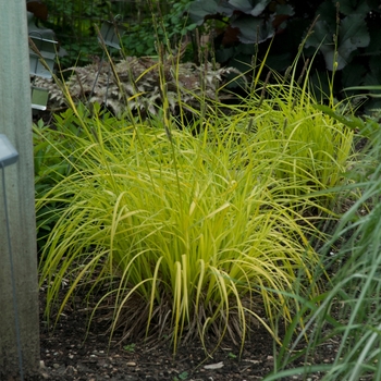 Carex elata 'Bowles Golden' 