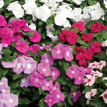 Catharanthus roseus 'Mix' 