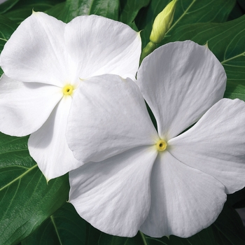 Catharanthus roseus Cora® 'White'