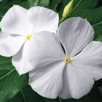 Catharanthus roseus 'White' 