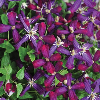 Clematis 'Sweet Summer Love' PP24044