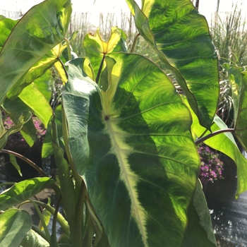 Colocasia esculenta 'Maui Sunrise' 