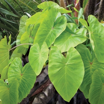 Colocasia esculenta Royal Hawaiian® 'Maui Gold'