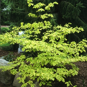 Cornus alternifolia 'Golden Shadows®'