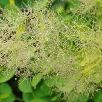 Cotinus coggygria 'Winecraft Gold®'