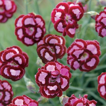 Dianthus 'Apple Slice' 