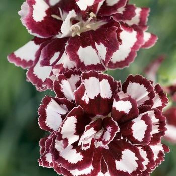 Dianthus Fruit Punch® 'Coconut Punch'