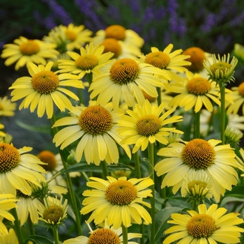 Echinacea Butterfly 'Cleopatra'