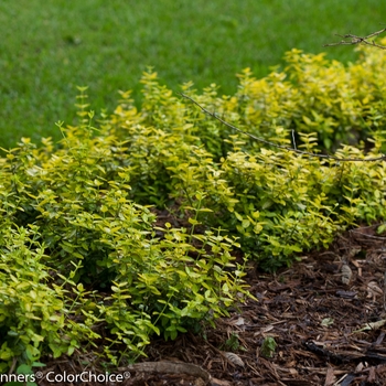 Euonymus fortunei 'Goldy™'