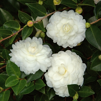 Camellia sasanqua October Magic® 'White Shi-Shi™' PPAF