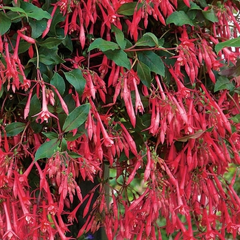 Fuchsia 'Eruptions' 