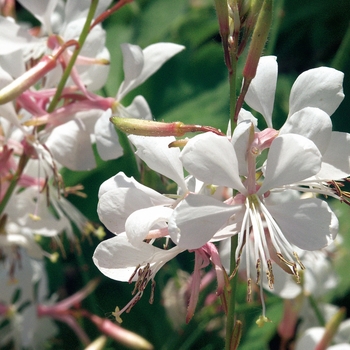 Gaura lindheimeri Stratosphere™ 'White'