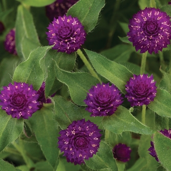 Gomphrena 'Lil' Forest™ Plum'