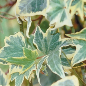 Hedera helix 'Yellow Ripple'