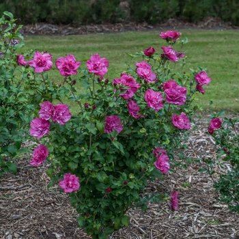 Hibiscus syriacus 'Rwoods5' 