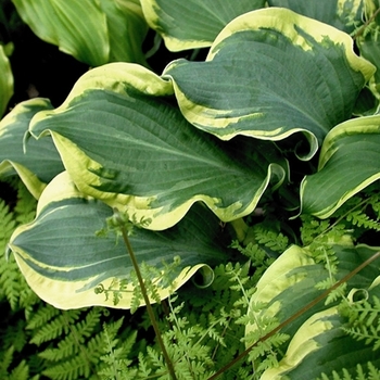 Hosta 'Wheee!' PP23565, Can 4948