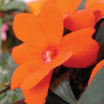 Impatiens hawkeri 'Orange' 