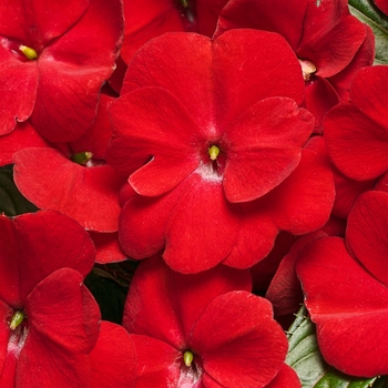 Impatiens hawkeri Infinity® 'Red'