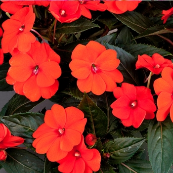 Impatiens SunPatiens® Orange