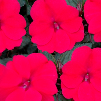 Impatiens SunPatiens® '' (143382)