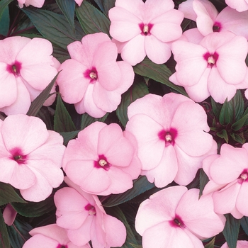 Impatiens hawkeri Infinity® 'Pink'