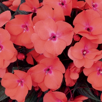 Impatiens hawkeri Infinity® 'Salmon'