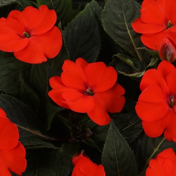 Impatiens SunPatiens® Tropical Orange