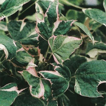 Ipomoea batatas 'Tricolor' 