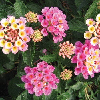 Lantana camara Bandana® 'Pink'