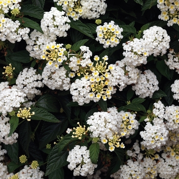 Lantana camara Bandana® 'White'