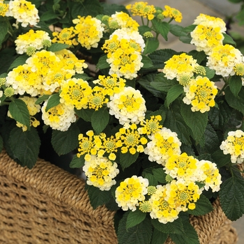 Lantana camara Bandana® 'Lemon Zest'