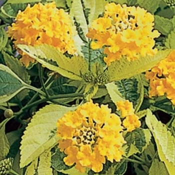 Lantana camara 'Samantha' 