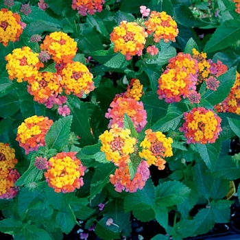 Lantana camara Bandana® 'Cherry Sunrise'