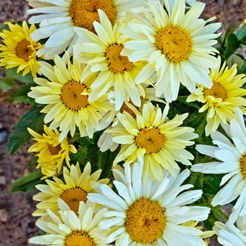 Leucanthemum x superbum 'Banana Cream' PP23181, Can 4203