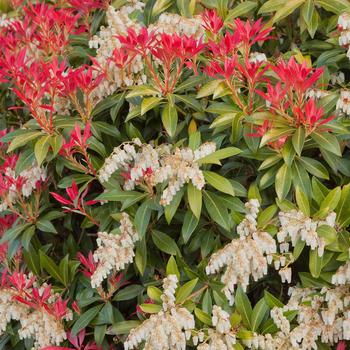 Ardisia japonica 'Hakuokan' 