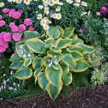 Hosta 'King Tut' 