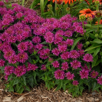 Monarda didyma 'Purple Pardon My'